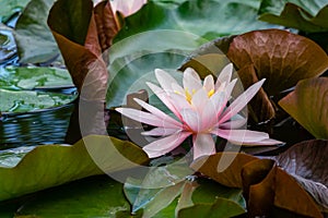 Pink water lily or lotus flower Marliacea Rosea in garden pond. Close-up of Nymphaea on dark green and purple leaves