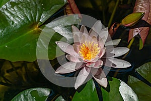 Pink water lily or lotus flower Marliacea Rosea in garden pond. Close-up of Nymphaea with water drops on blurry green water.