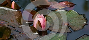 Pink water lily or lotus flower Marliacea Rosea in garden pond. Close-up of Nymphaea with rain drops. First water lily of new seas