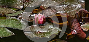 Pink water lily or lotus flower Marliacea Rosea in garden pond. Close-up of Nymphaea with rain drops. First water lily of new seas