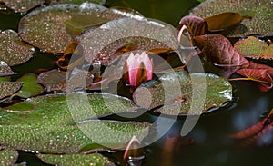 Pink water lily or lotus flower Marliacea Rosea in garden pond. Close-up of Nymphaea with rain drops. First water lily of new seas