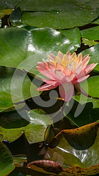 Pink water lily or lotus flower Perry`s Orange Sunset in garden pond. Close-up of Nymphaea above bright green leaves