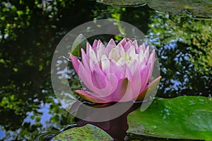 Pink water lily or lotus flower in the pond. Nymphaea Perrys Orange Sunset with soft blurred background
