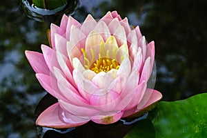 Pink water lily or lotus flower in the pond. Nymphaea Perrys Orange Sunset with soft blurred background. Green leaves and blue sky