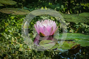 Pink water lily or lotus flower in the pond. Nymphaea Perrys Orange Sunset with soft blurred background of green leaves, reflected