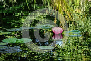 Pink water lily or lotus flower in the pond. Nymphaea Perrys Orange Sunset with soft blurred background