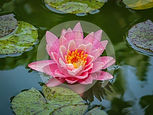 Pink water lily or lotus flower with spotty leaves against the background of greenery pond.