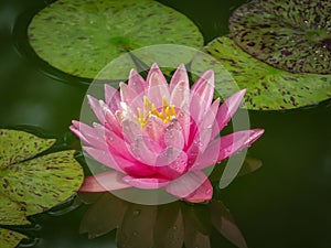 Pink water lily or lotus flower with spotty leaves against the background of greenery pond. Petals Nymphaea Perry`s Orange Sunset