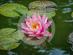 Pink water lily or lotus flower with spotty leaves against the background of greenery pond. Petals NymphaeaPerry`s Orange Sunset