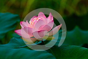 Pink Water Lily or Lotus flower surrounded by lily pads