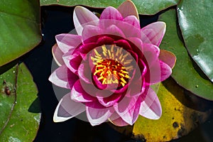Pink water lily with lotus leaf on pond