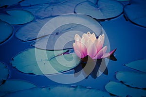 Pink water lily (lotus) reflection