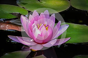 Pink water lily Marliacea Rosea or lotus flower with delicate petals in a pond with background of green leaves.