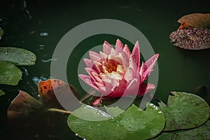 Pink water lily Marliacea Rosea or lotus flower with delicate petals in a pond with background of green leaves.