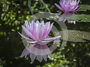 A pink water lily Marliacea Rosea is reflected in a pond on a background of dark leaves