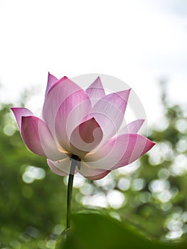 Pink water lily in natural park