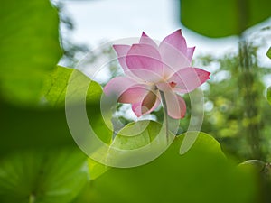 Pink water lily in natural park