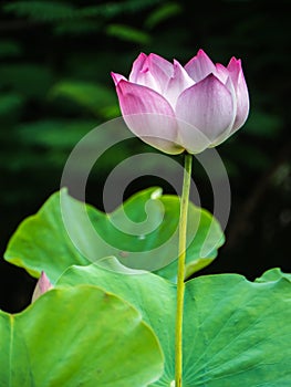 Pink water lily in natural park