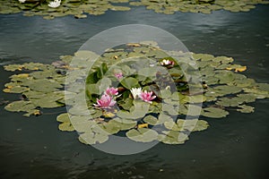 Pink water lily in the natural pond. Beautiful Lotus Flower is blooming leafs