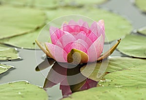 Pink Water-lily - Nymphaea