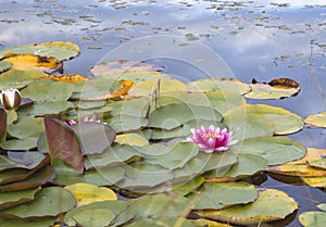 Pink water lily nymphaea