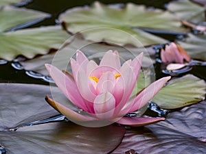 Pink water lily Nymphaea alba f. rosea