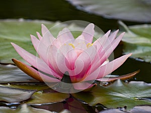 Pink water lily Nymphaea alba f. rosea