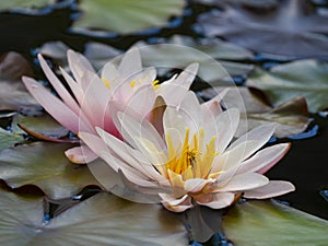 Pink water lily Nymphaea alba f. rosea