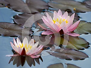 Pink water lily Nymphaea alba f. rosea