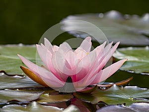 Pink water lily Nymphaea alba f. rosea