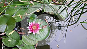Pink water lily Nymphaea Attraction in the lake