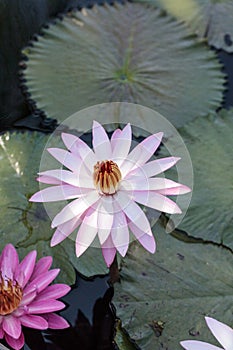 Pink water lily Nymphaea blooms