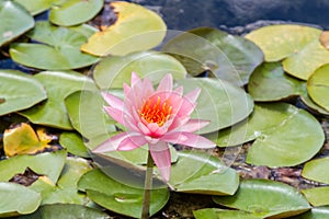 Pink water lily, Nymphaea nouchali