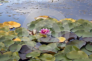 Pink water lily nymphaea in the pond