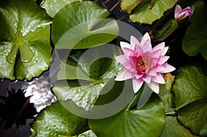 Pink Water Lily, Pink Lotus