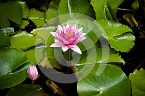 Pink Water Lily, Pink Lotus with green leaves