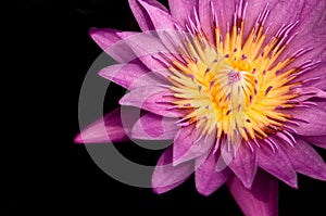 Pink Water Lily, Pink Lotus, macro shot