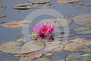 Pink Water Lily or  Pink Lotus  Nymphaea pubescens