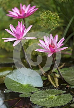 Pink Water Lily, Pink Lotus, Nymphaea pubescens.
