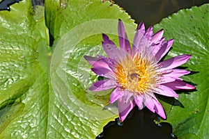 Pink water lily in pond