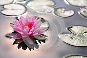 Pink Water Lily In a Pond backlighted