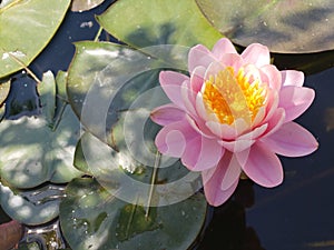 Pink water lily in a pond