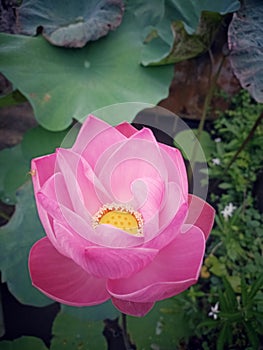 Pink water lily. Pink sacred lotus flower blooming on pond. Portrait composition