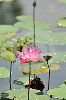 Pink Water Lily Series 4