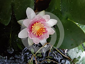 Pink Water Lily Stunning