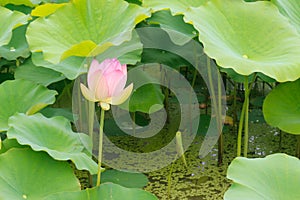 Pink water lily