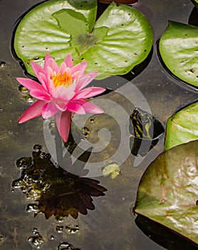 Pink Water Lily and a Turtle Head