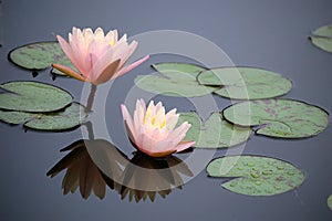 Pink water lily photo