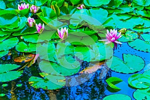 Pink Water Lily Van Dusen Garden Vancouver British Columbia Canada photo