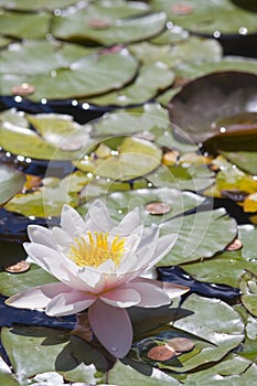 Pink Water Lily Wishing Pond